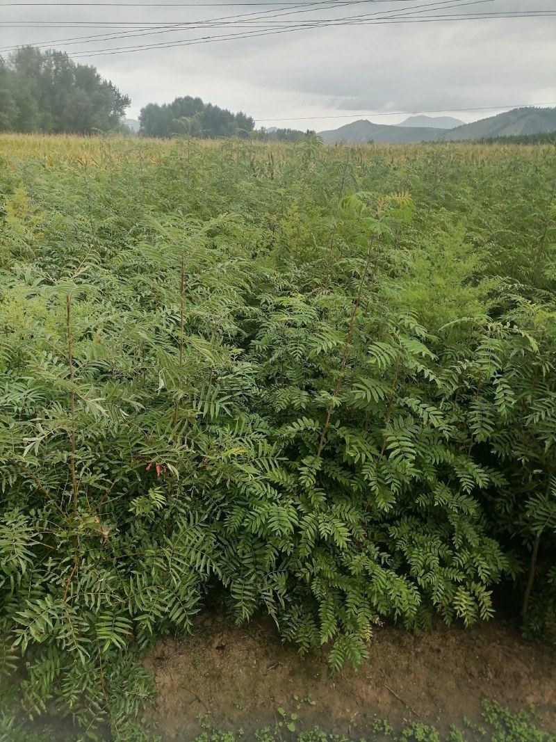 百花花楸树苗