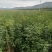 百花花楸树苗