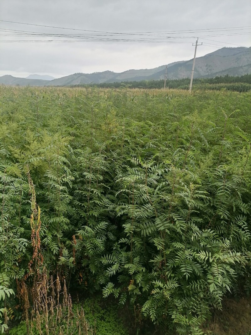 百花花楸树苗