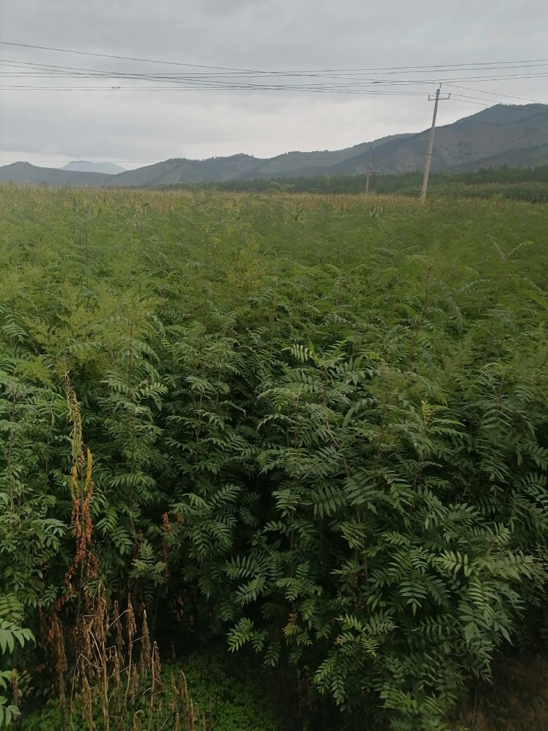 百花花楸树苗