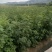 百花花楸树苗