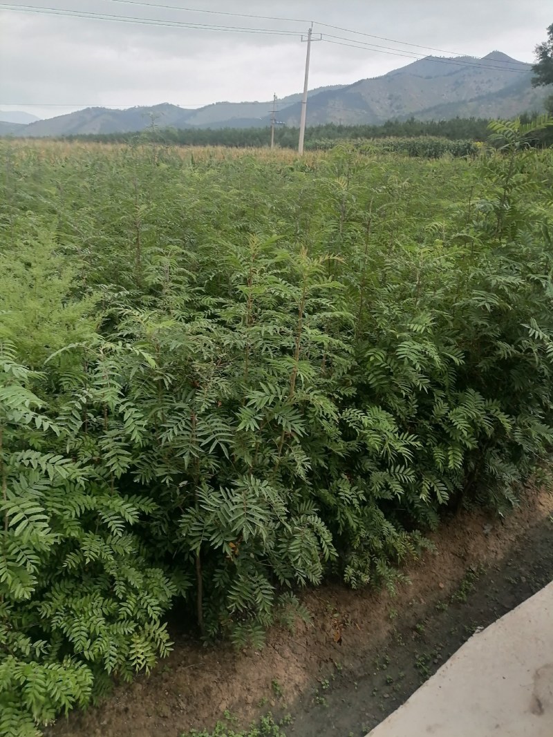 百花花楸树苗