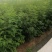 百花花楸树苗