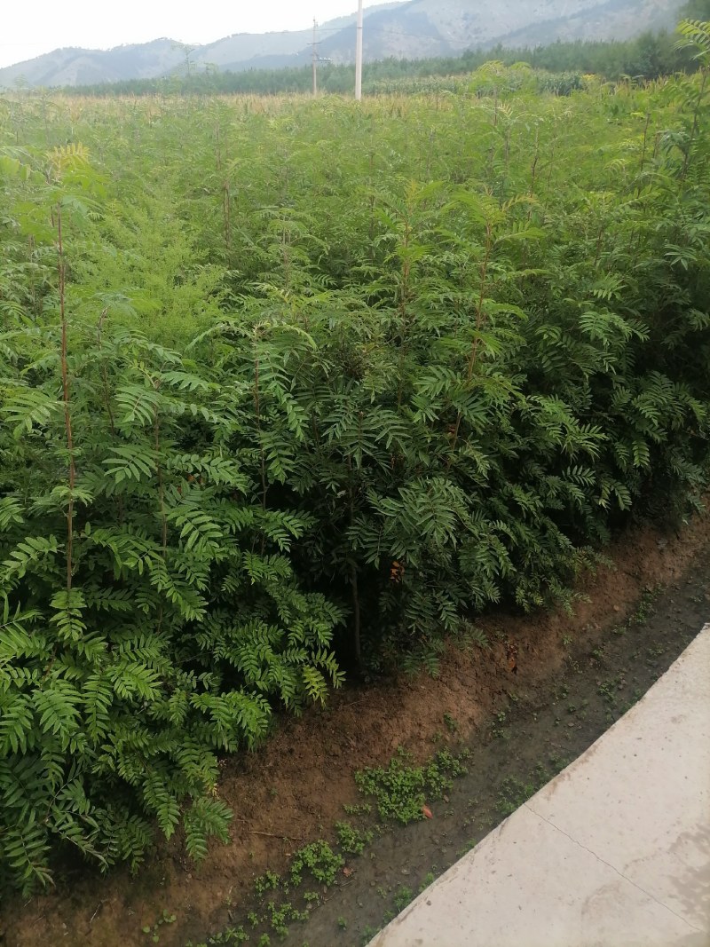 百花花楸树苗