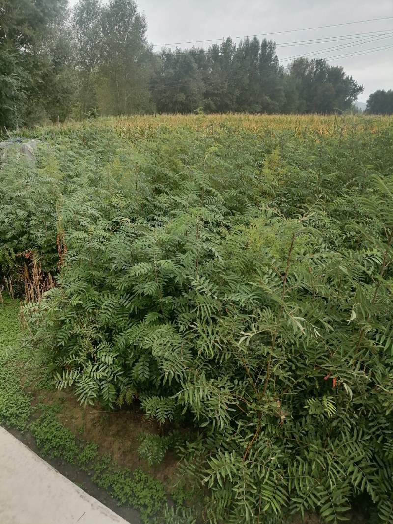 百花花楸树苗