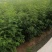 百花花楸树苗