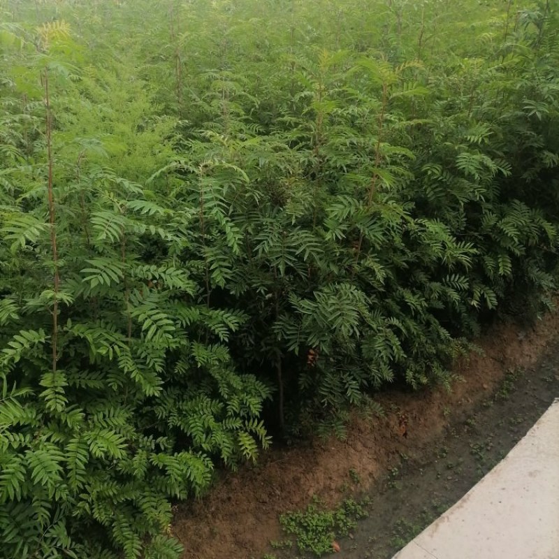 百花花楸树苗