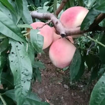 永连密挑