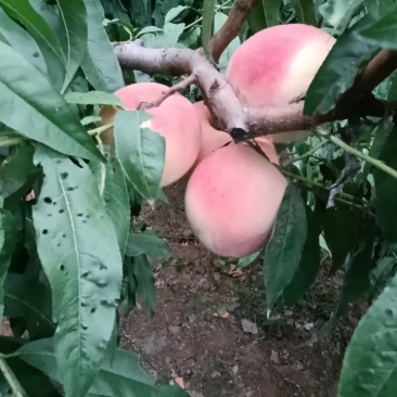 永连密挑