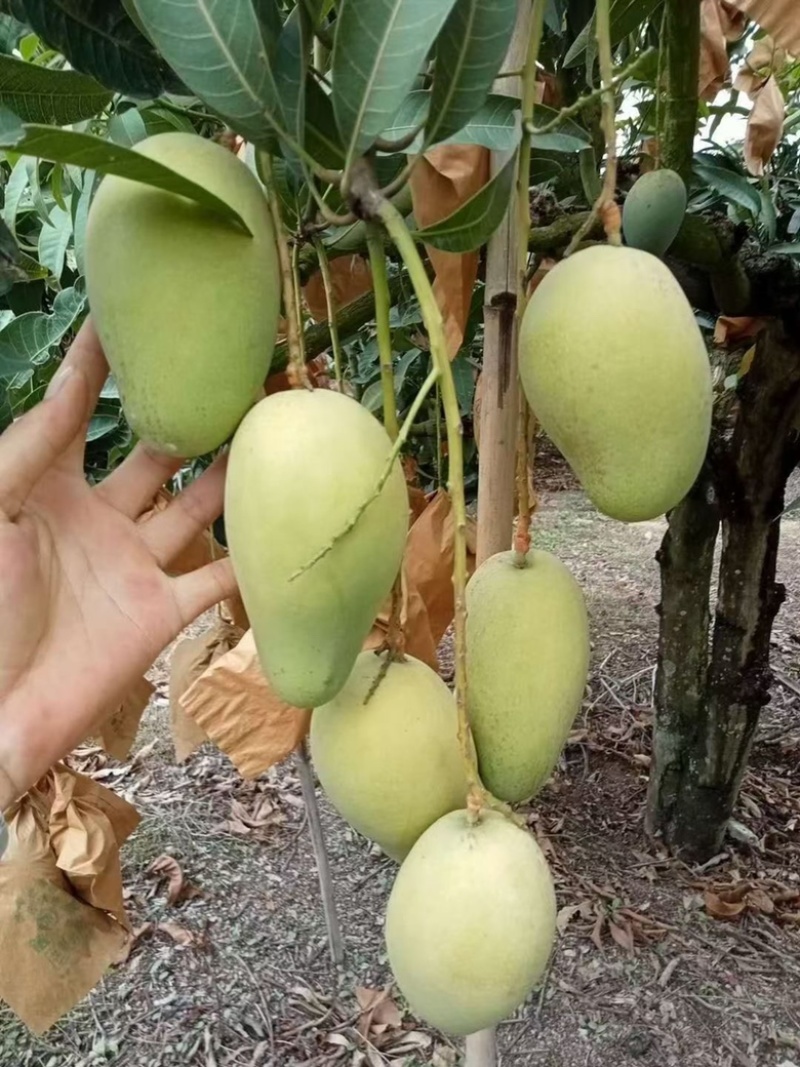 小台农，贵妃，金煌芒大量上市中，需要的联系！