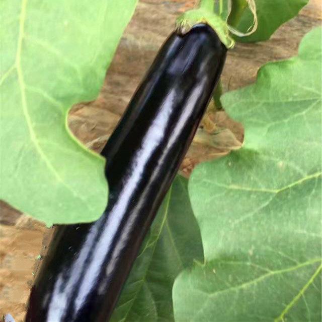 黑长茄特写