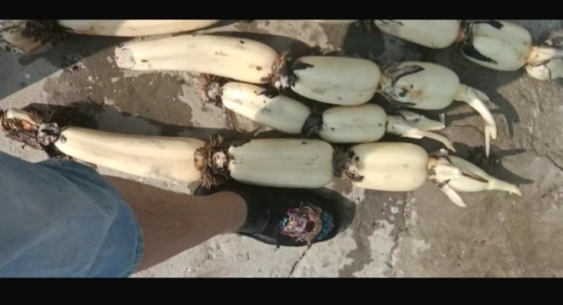 大量供应优质莲藕，个头大颜色白，无巴无小藕，欢迎订购
