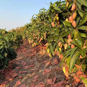 小台农，贵妃，金煌芒大量上市中，需要的联系！