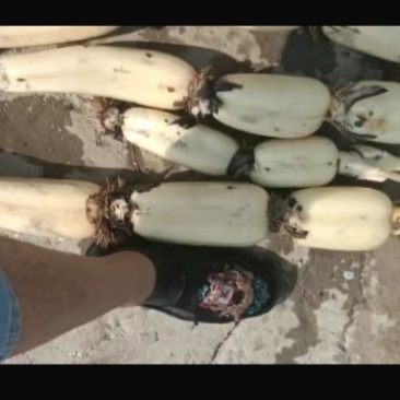 大量供应优质莲藕，个头大颜色白，无巴无小藕，欢迎订购