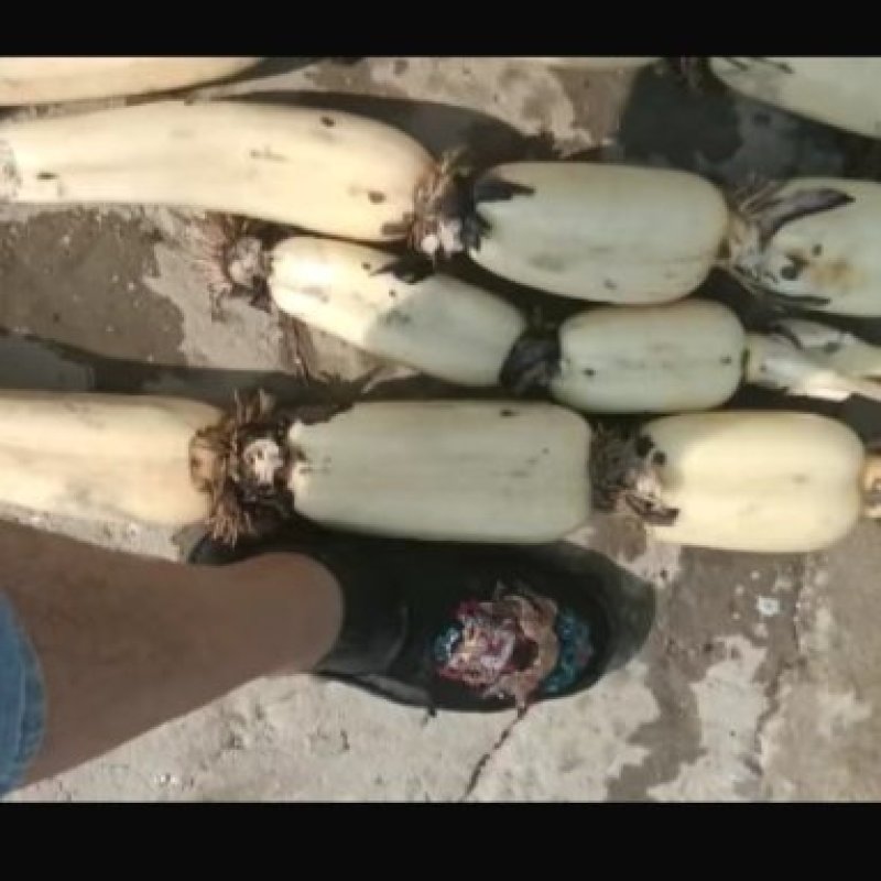大量供应优质莲藕，个头大颜色白，无巴无小藕，欢迎订购