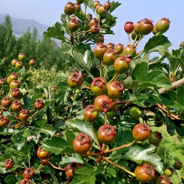 山里红老桩