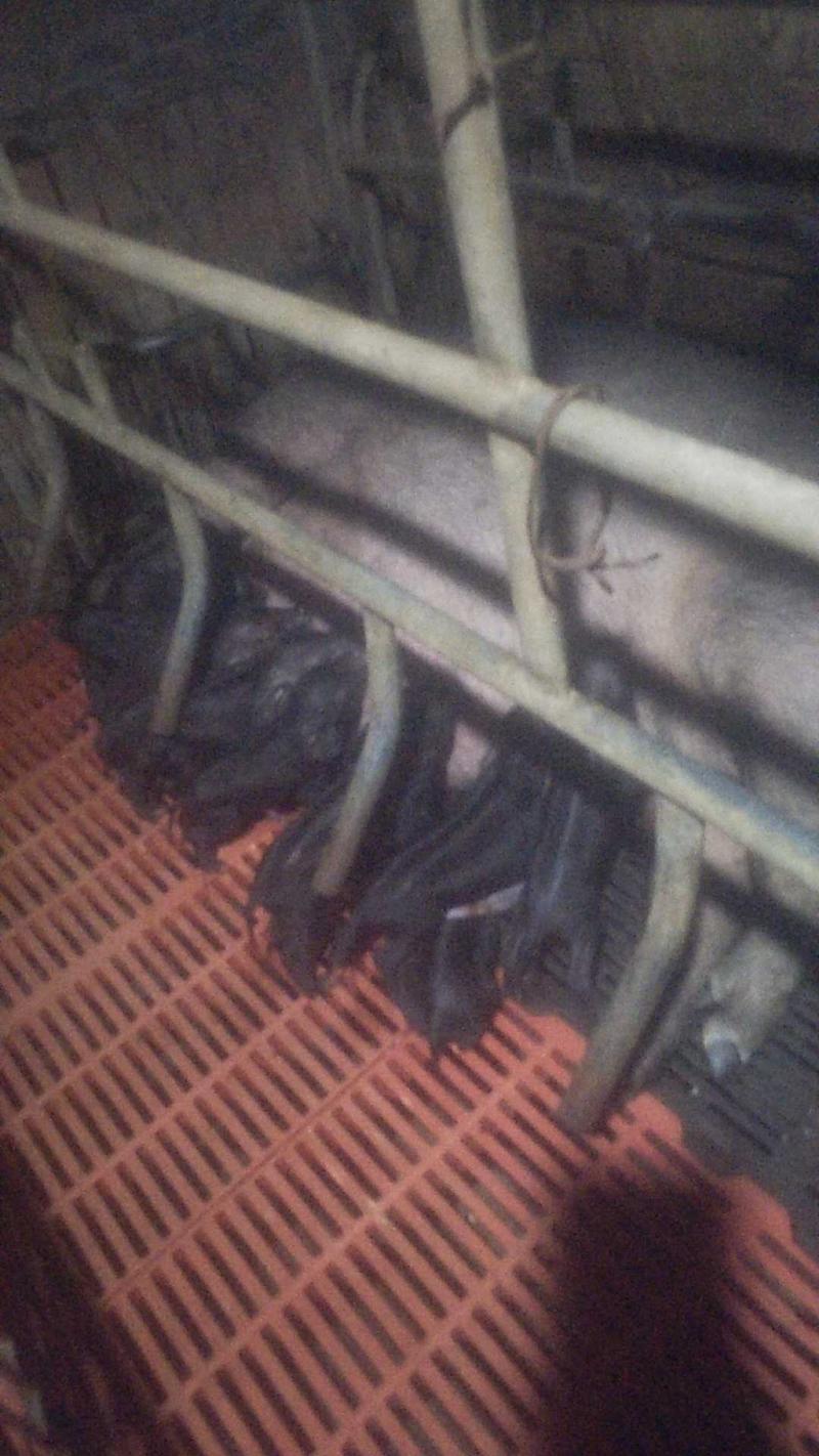 发酵料养一年的黑猪，肉质很棒！