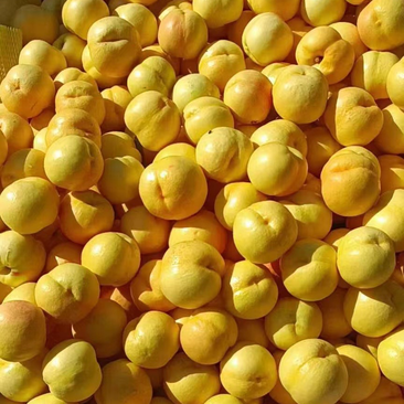 黄金蜜油桃上市啦口感甜脆一手货源原产地发货