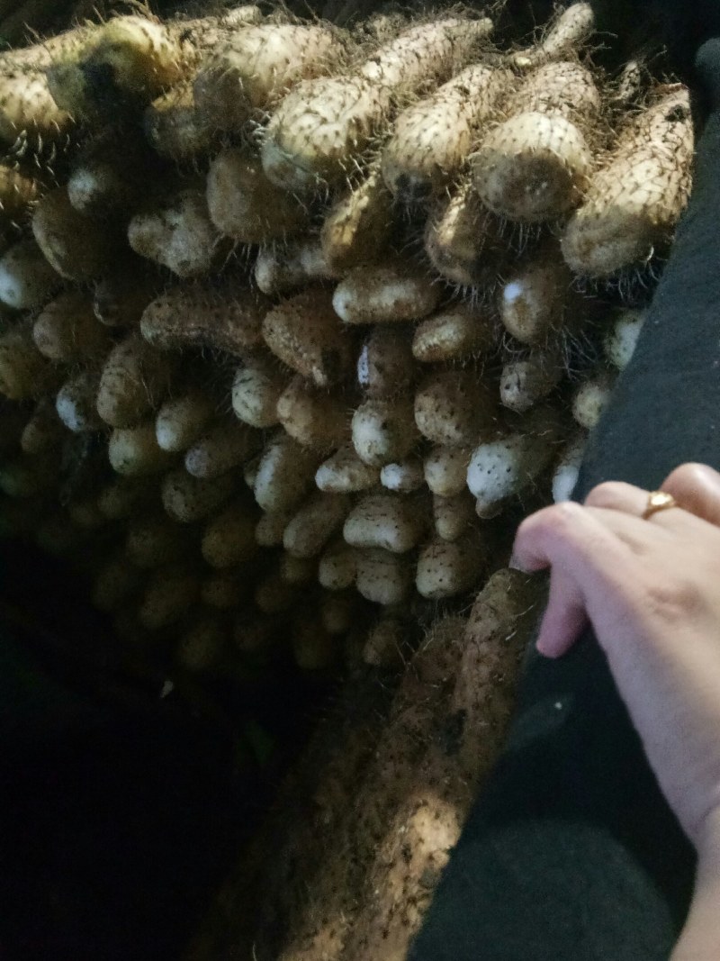 新山药大量供应
