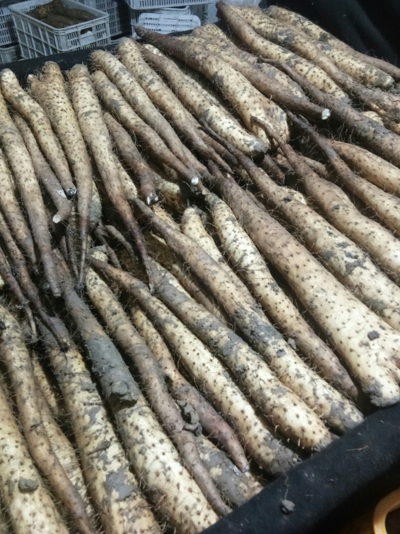 新山药大量供应