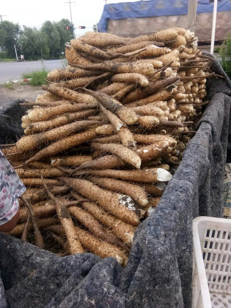 新山药大量供应
