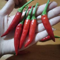 大量小米辣椒，质量好数量多，天宇，艳红，欢迎采购