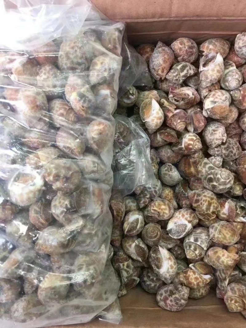 花螺鲜活速冻无沙无臭子质量保证一件代发