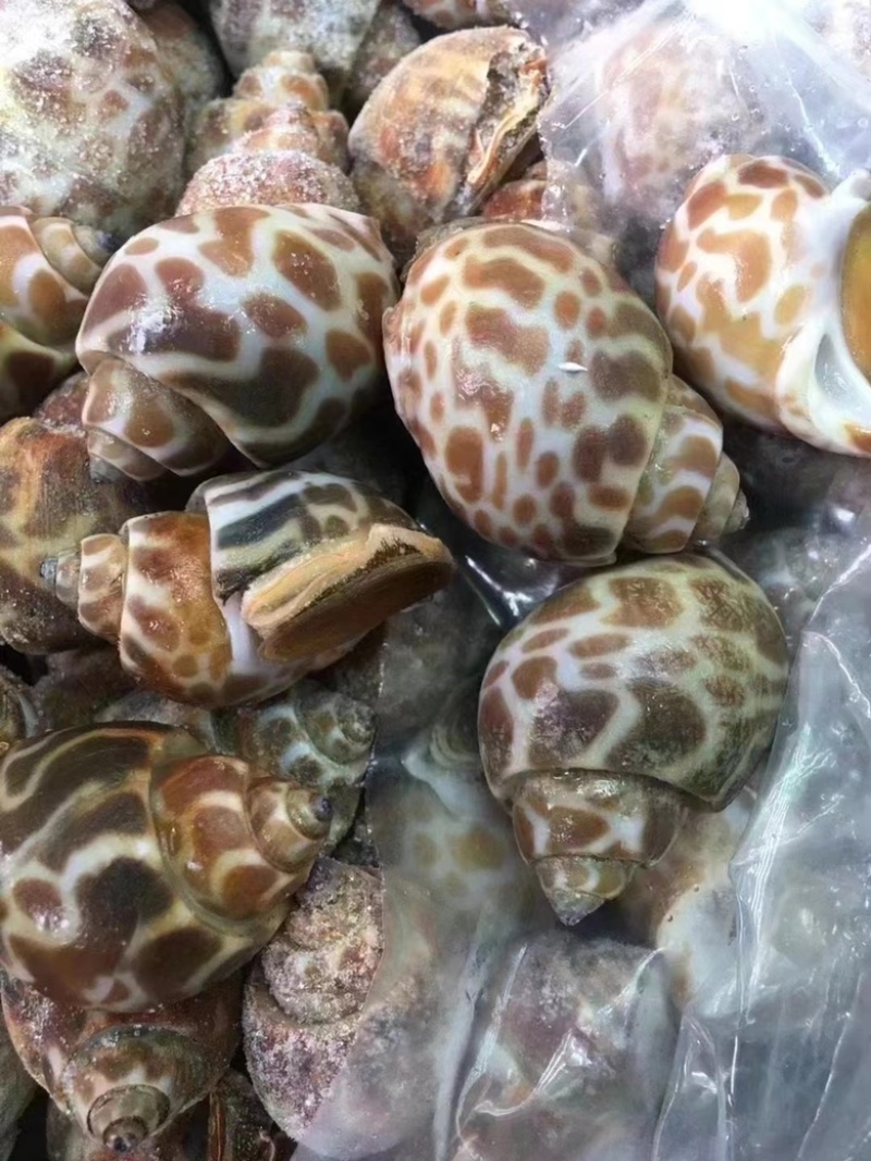 花螺鲜活速冻无沙无臭子质量保证一件代发