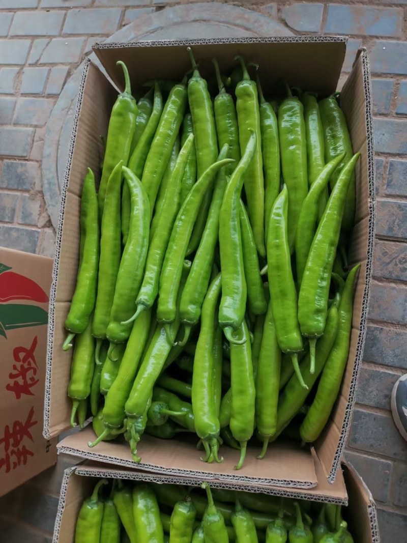 （精品）鲜辣椒310薄皮微辣产地直发，一手貨源長期供貨