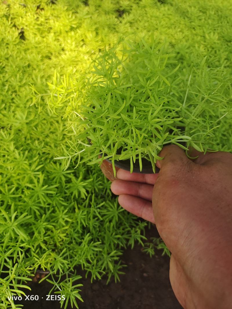 金叶佛家草，黄金条，佛家草，有杯，小杯量大从优，质量刚刚