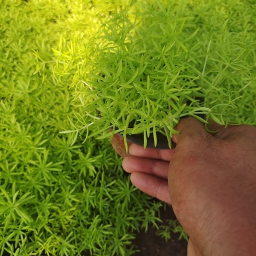 金叶佛家草，黄金条，佛家草，有杯，小杯量大从优，质量刚刚