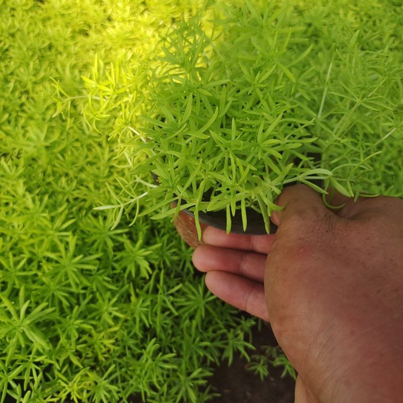 金叶佛家草，黄金条，佛家草，有杯，小杯量大从优，质量刚刚