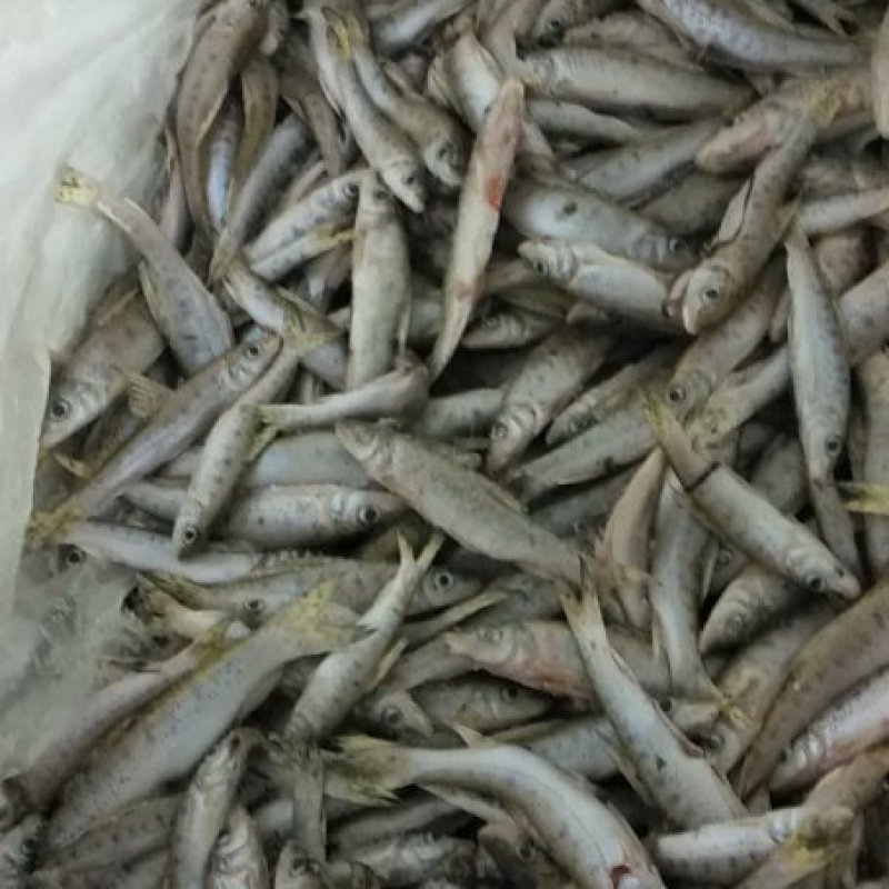 花骨鱼(麻鱼)开肚单冻