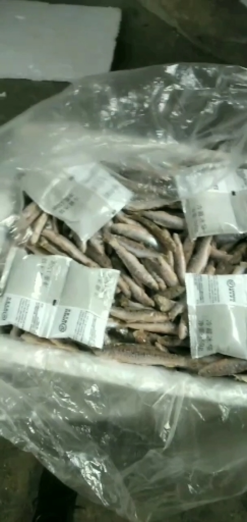 花骨鱼(麻鱼)开肚单冻