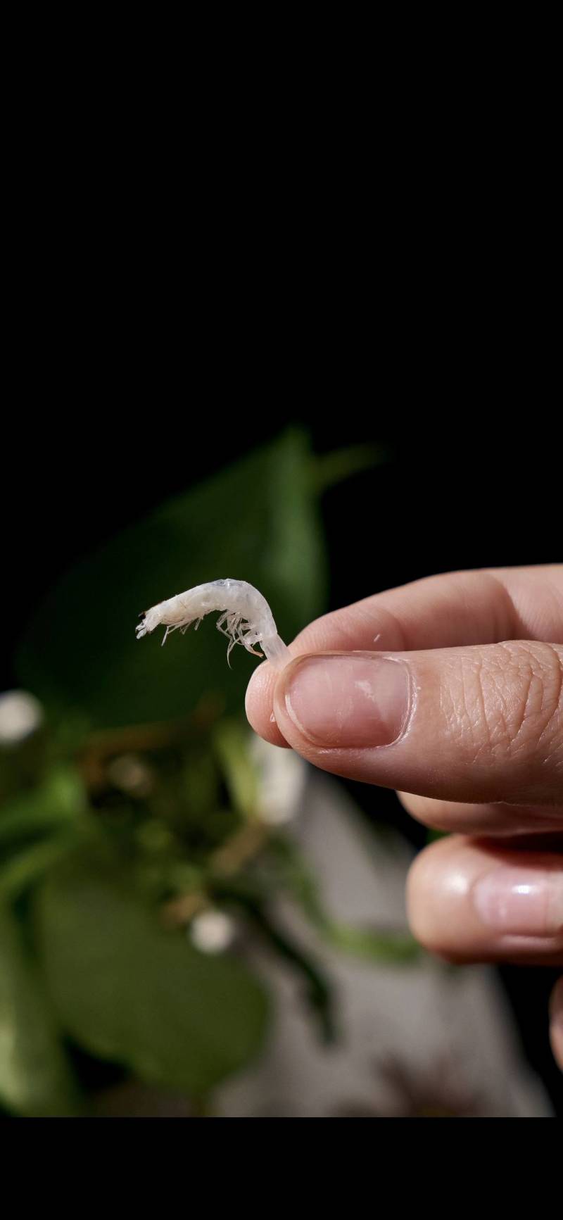 电商虾皮支持代发可贴牌