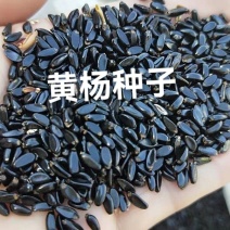 黄杨种子，纯新货