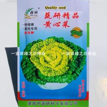专家育种蔬研精选黄心菜种子基地专用特矮棵黄心乌种子