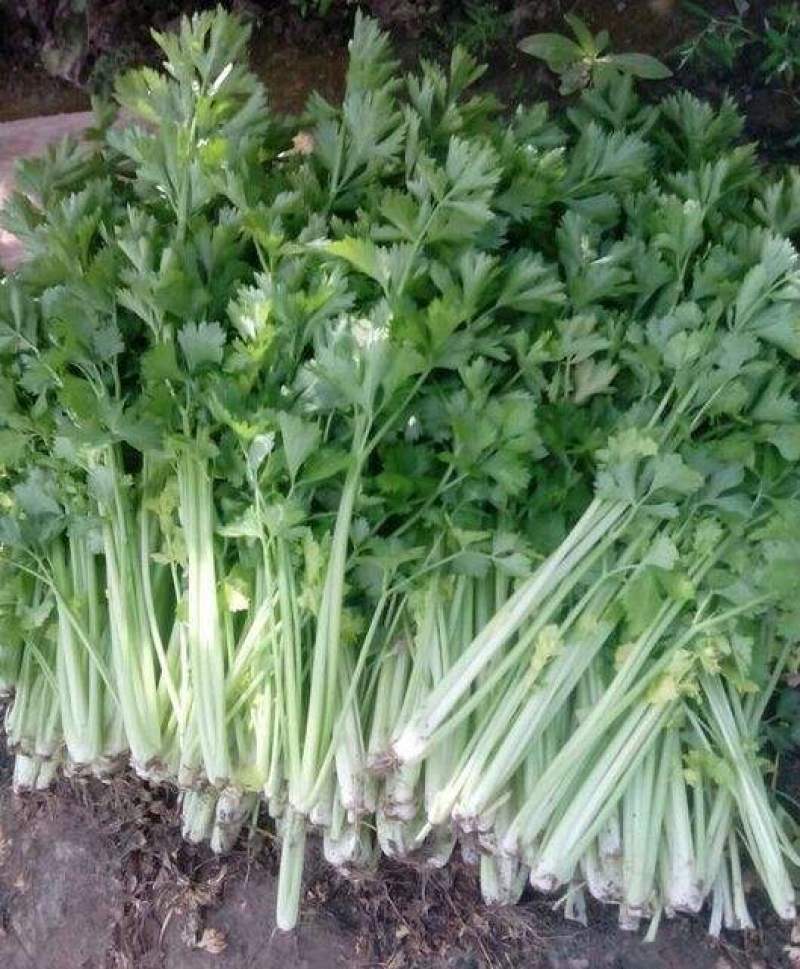 韩育白玉实芹芹菜种子清香脆嫩耐热抗寒农家四季播种优质菜种