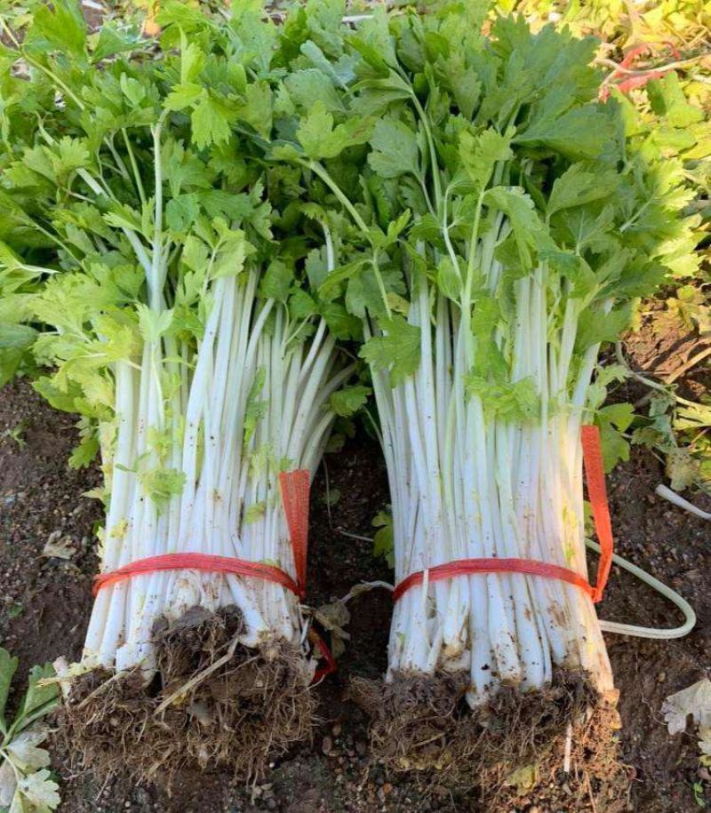 韩育白玉实芹芹菜种子清香脆嫩耐热抗寒农家四季播种优质菜种