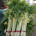 韩育白玉实芹芹菜种子清香脆嫩耐热抗寒农家四季播种优质菜种