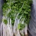 韩育白玉实芹芹菜种子清香脆嫩耐热抗寒农家四季播种优质菜种