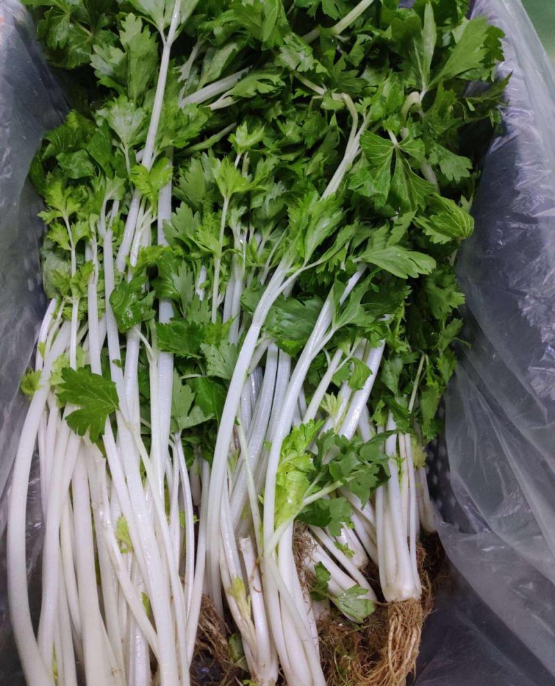 韩育白玉实芹芹菜种子清香脆嫩耐热抗寒农家四季播种优质菜种