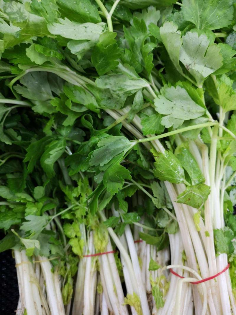 韩育白玉实芹芹菜种子清香脆嫩耐热抗寒农家四季播种优质菜种