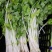 韩育白玉实芹芹菜种子清香脆嫩耐热抗寒农家四季播种优质菜种