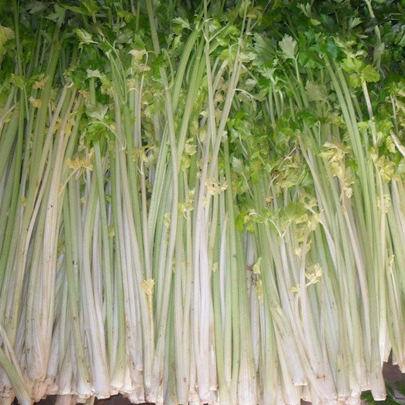 韩育白玉实芹芹菜种子清香脆嫩耐热抗寒农家四季播种优质菜种