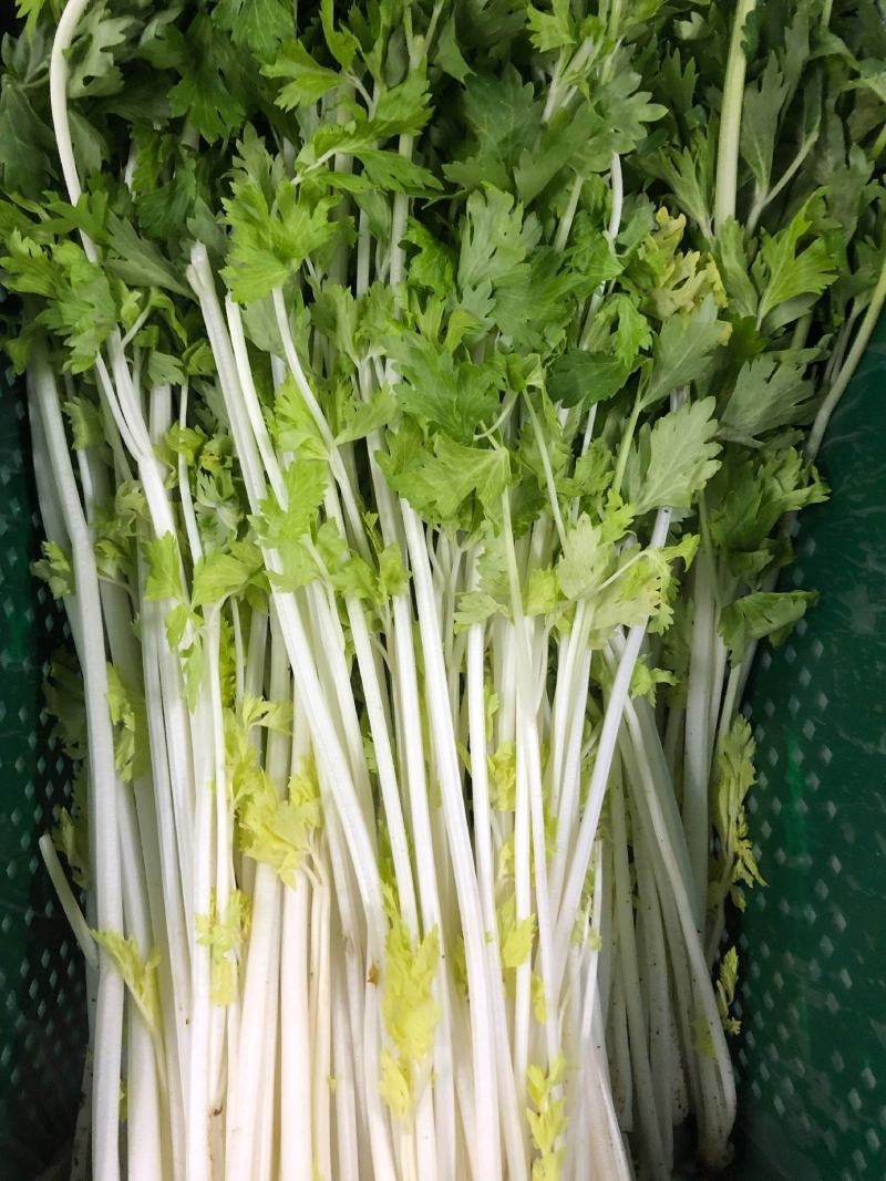韩育白玉实芹芹菜种子清香脆嫩耐热抗寒农家四季播种优质菜种
