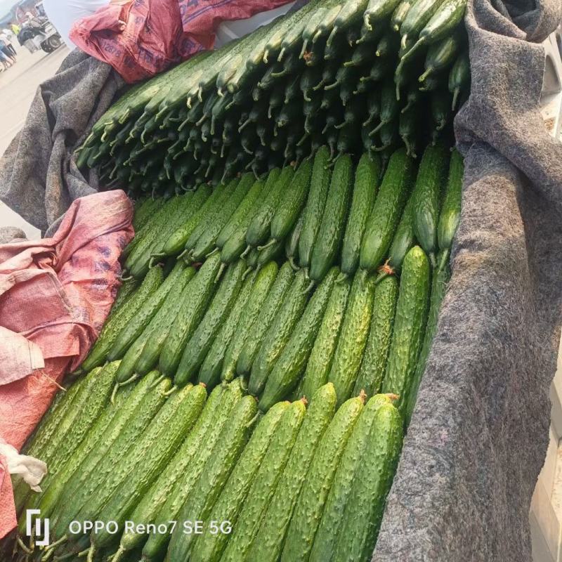 山东沂南精品密刺黄瓜油亮，产地直供，品质保证，房庄子市场。