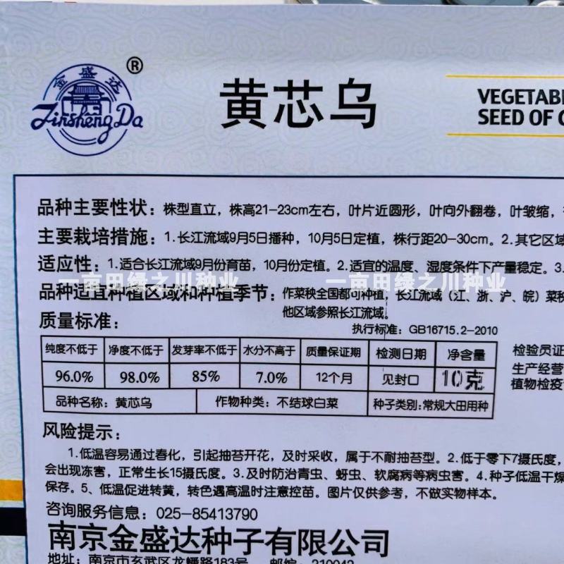黄芯乌塌菜种子心叶黄绿色耐寒力强黄心菜种子株型直立