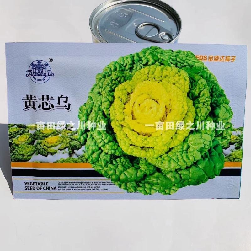 黄芯乌塌菜种子心叶黄绿色耐寒力强黄心菜种子株型直立