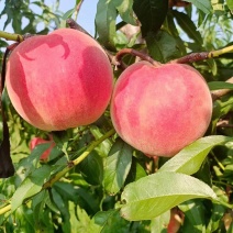 沂蒙山精品毛桃秋彤红桃高山种植环境口感好个头